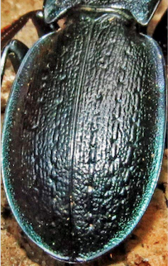 Carabus sp. Ungheria